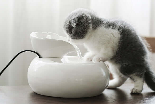Chat buvant de l'eau fraîche dans un distributeur d'eau automatique en porcelaine blanc et rose.