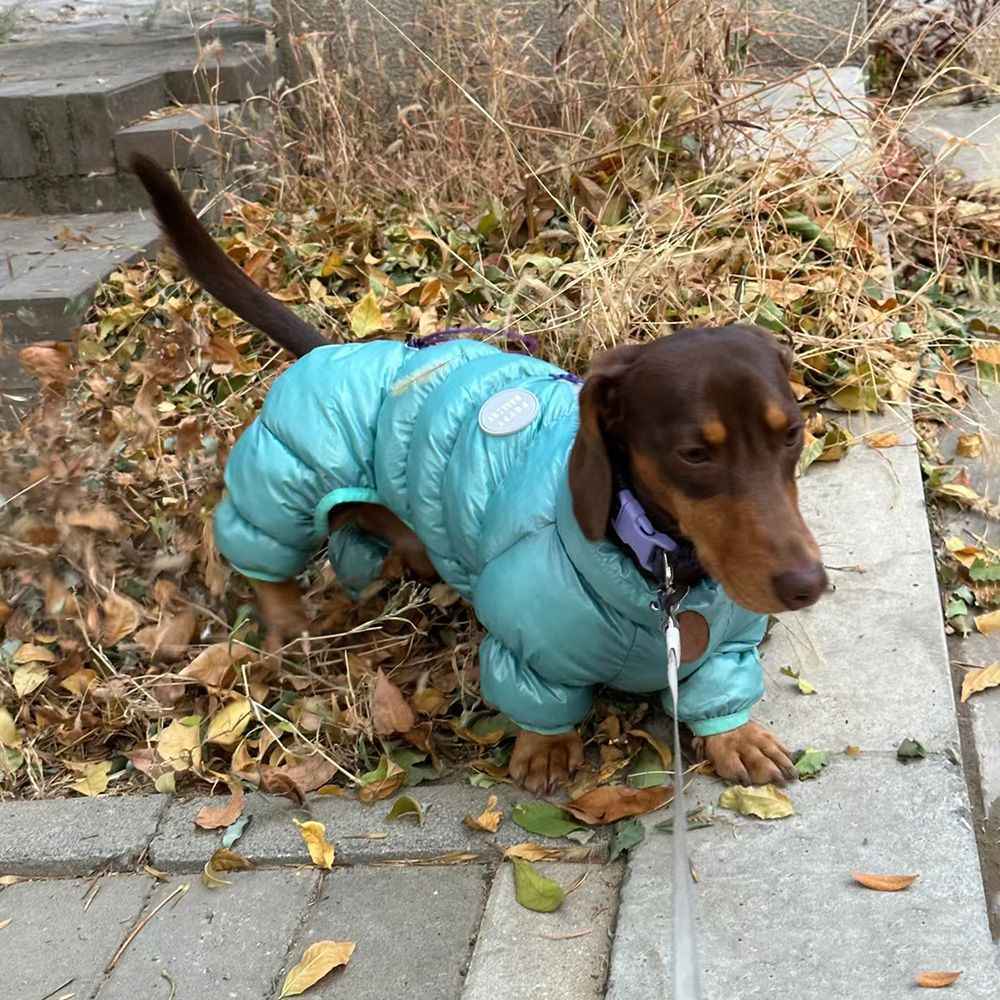 Chien en vêtements thermiques en coton bleu, se tenant sur des feuilles sèches en automne.
