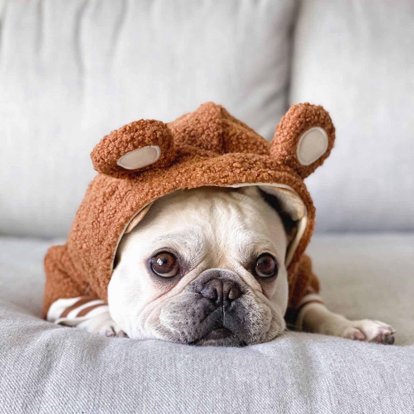 Chien mignon en pull polaire marron avec capuche oreilles, parfait pour l'hiver et le confort des animaux.