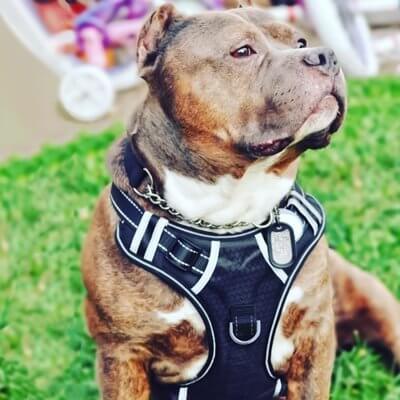 Chien en harnais de sécurité, assis sur l'herbe, look robuste et élégant, parfait pour les trajets en voiture.