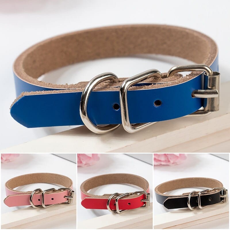 Collier en cuir pour chien avec chaîne, disponible en couleur bleue, durable et confortable pour animaux de compagnie.