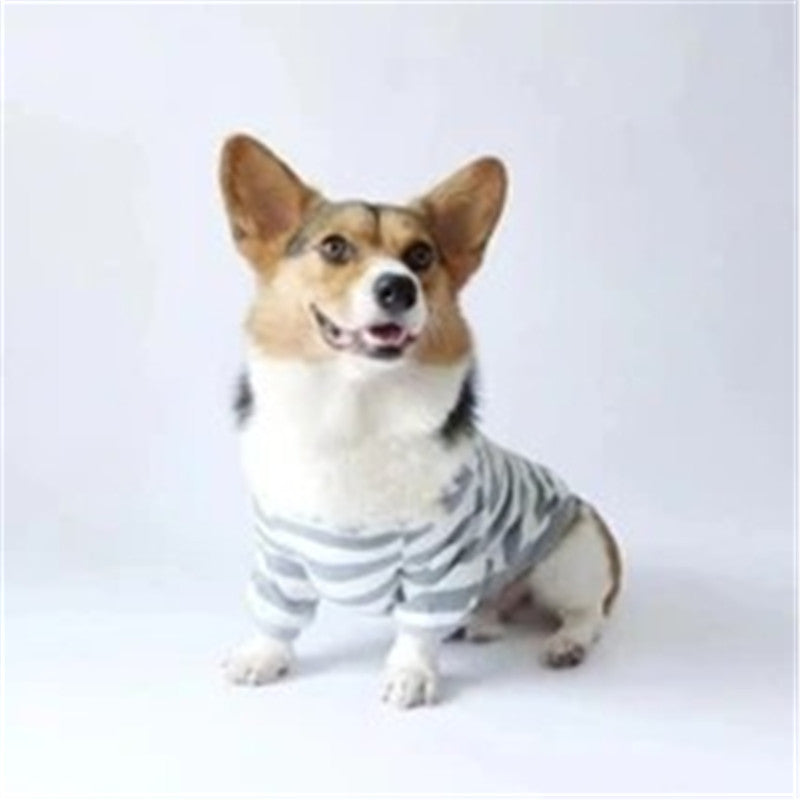 Chien Corgi portant un pull rayé en coton, parfait pour garder votre animal au chaud et tendance.