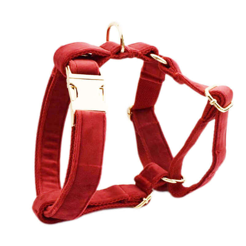 Collier pour chien en velours rouge avec boucle dorée et design confortable pour une promenade stylée.