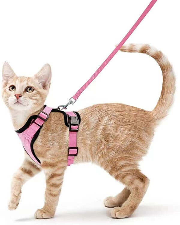 Chat orange dans un harnais respirant rose avec laisse, prêt pour une promenade.