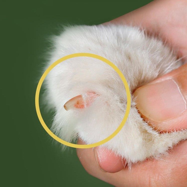 Ciseaux à Ongles pour Chats