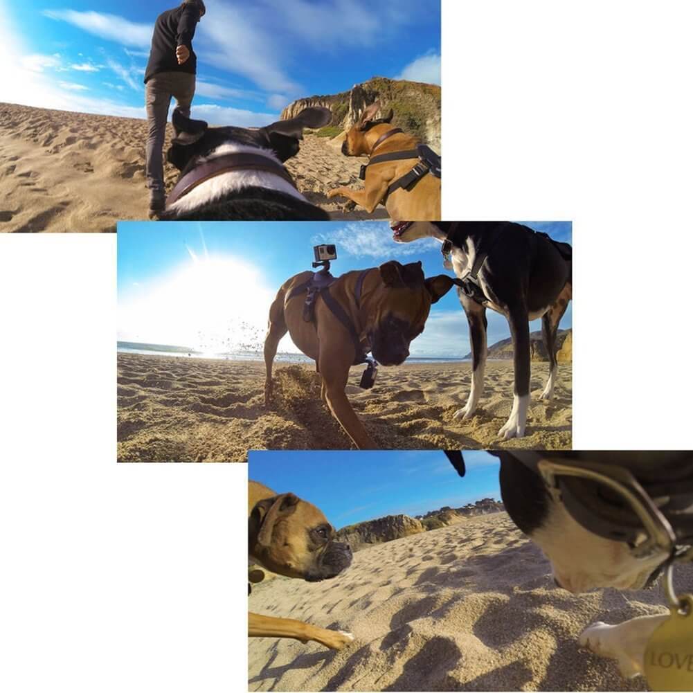 Harnais pour chien TANSUO avec support de caméra, moments de jeu sur la plage capturés en plein air.