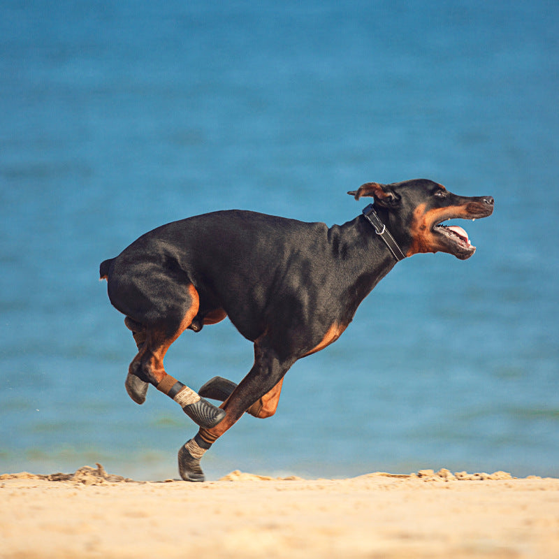 Un chien Doberman courant sur la plage portant des chaussures de sport extérieures antidérapantes.