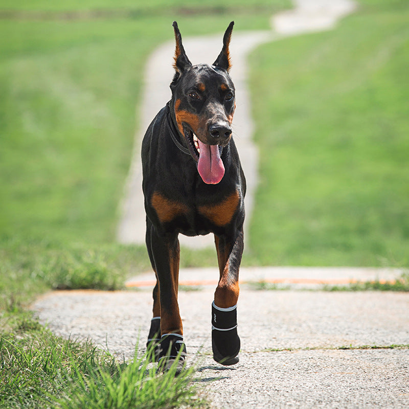 Doberman wearing stylish non-slip shoes during a walk on a sunny day, ensuring paw protection.