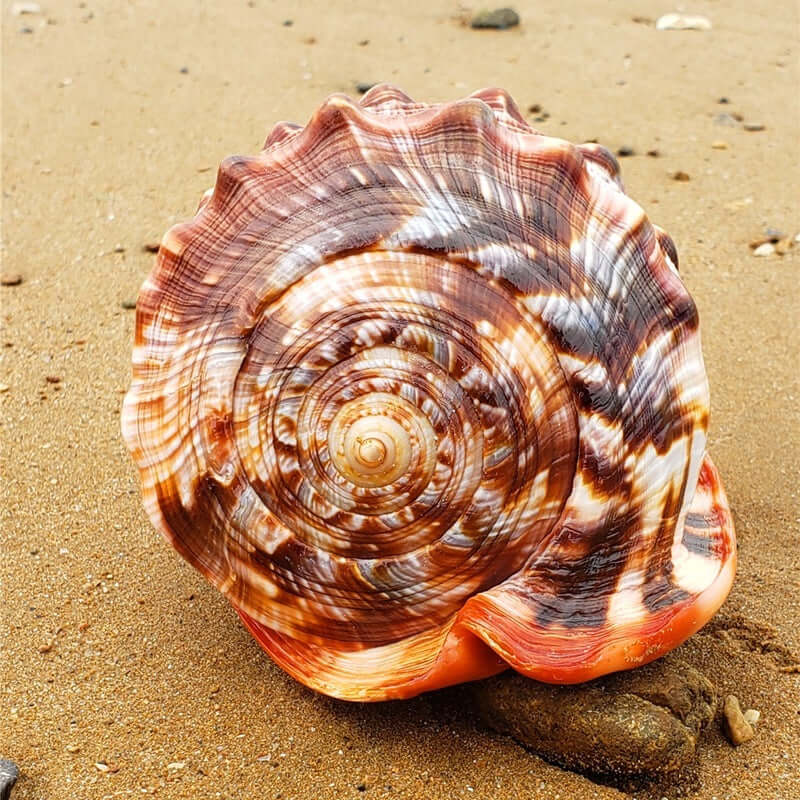 Escargot Wanbao naturel sur le sable, essentiel pour aquariums et aménagement paysager.