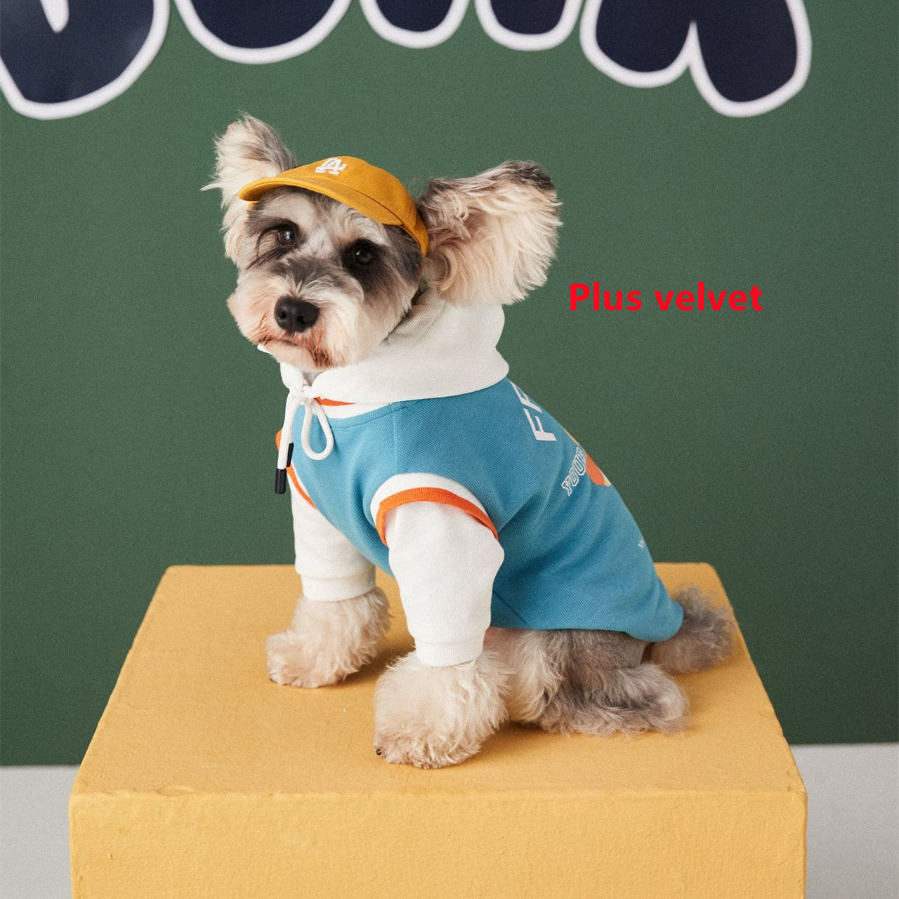 Chien en pull en coton bleu avec capuche et casquette, sur fond coloré, parfait pour l'automne-hiver.
