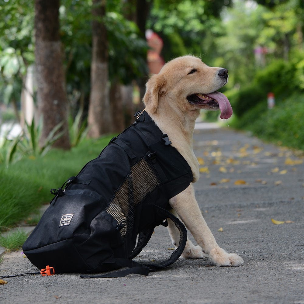 Sac à dos ventilé et respirant pour animaux avec un golden retriever se reposant sur une route entourée de verdure.