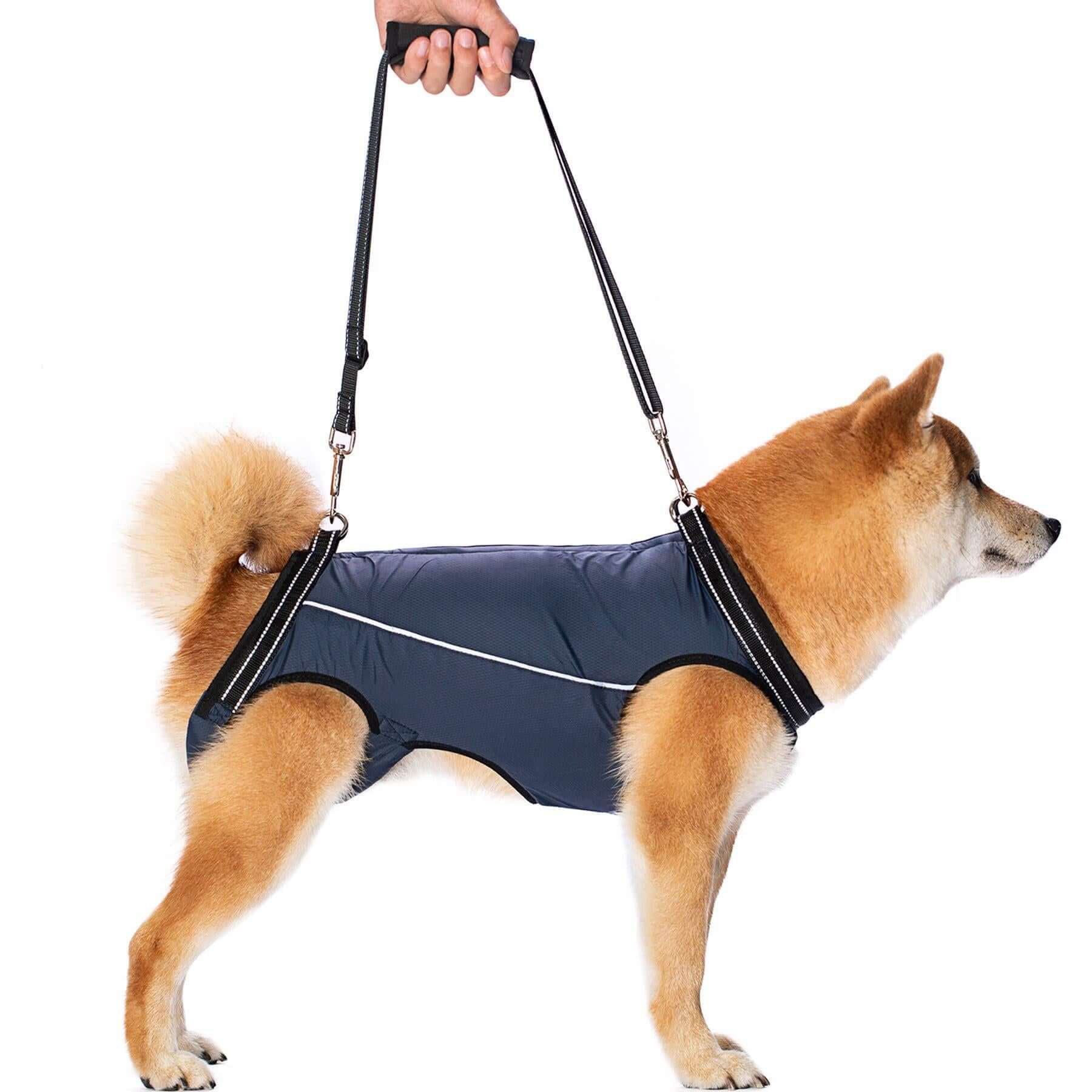 Ceinture auxiliaire pour chien âgé, confort et soutien, idéale pour animaux handicapés en promenade.