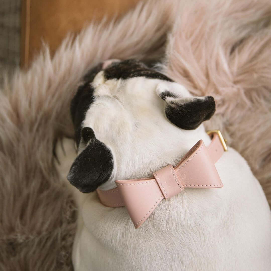 Chien avec un élégant collier rose à nœud sur un coussin en fausse fourrure.