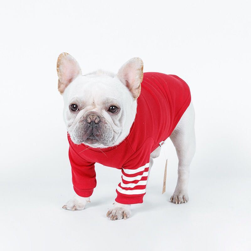 French Bulldog wearing a red and white striped cotton dog sweater for warmth and style.