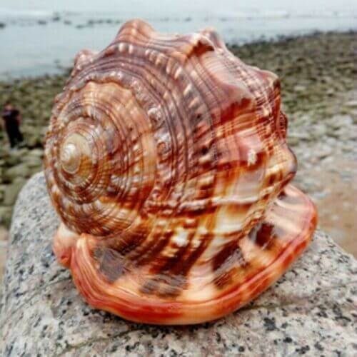 Escargot Wanbao naturel en conch, idéal pour aménagement paysager ou aquariums, embellissant votre espace.
