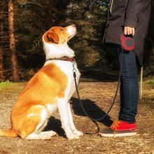 Chien assis avec laisse télescopique automatique, promène sur un chemin dans la nature.