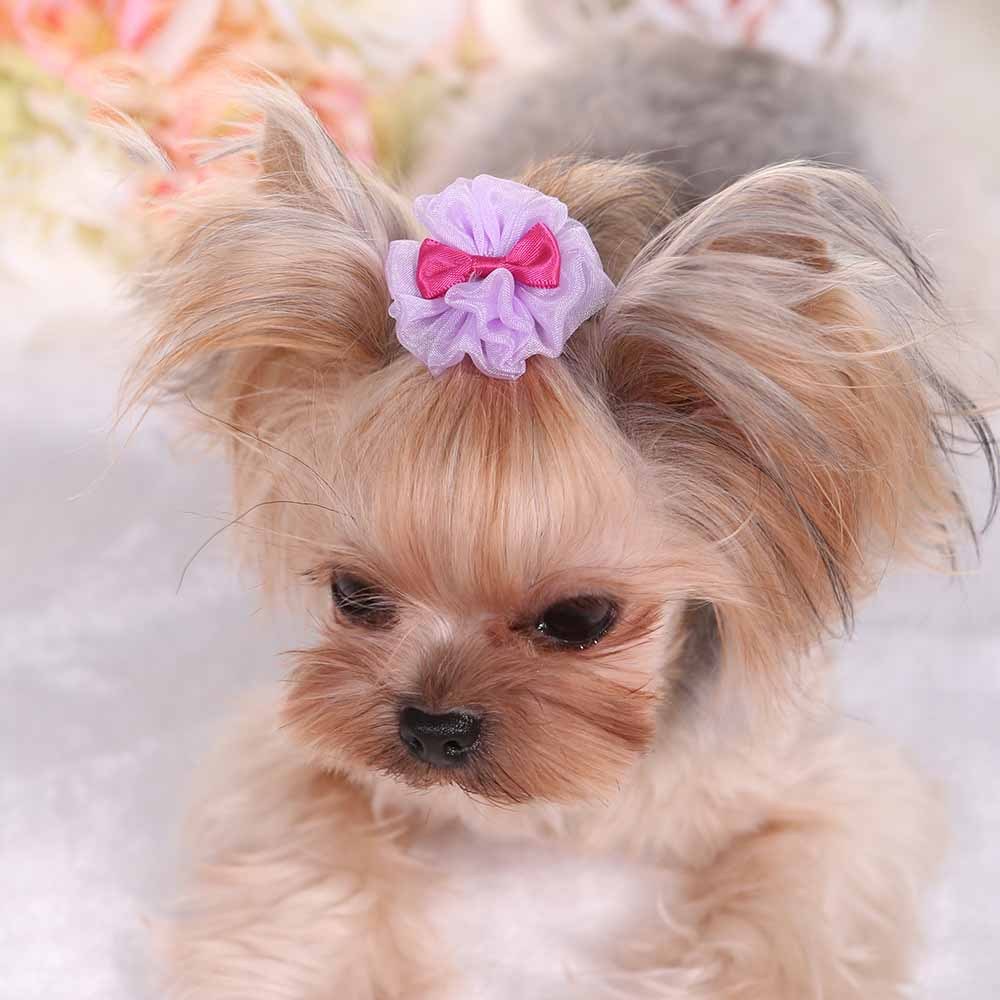 Chien avec une épingle à cheveux en organza rose et violet, ajoutant du style à son look.