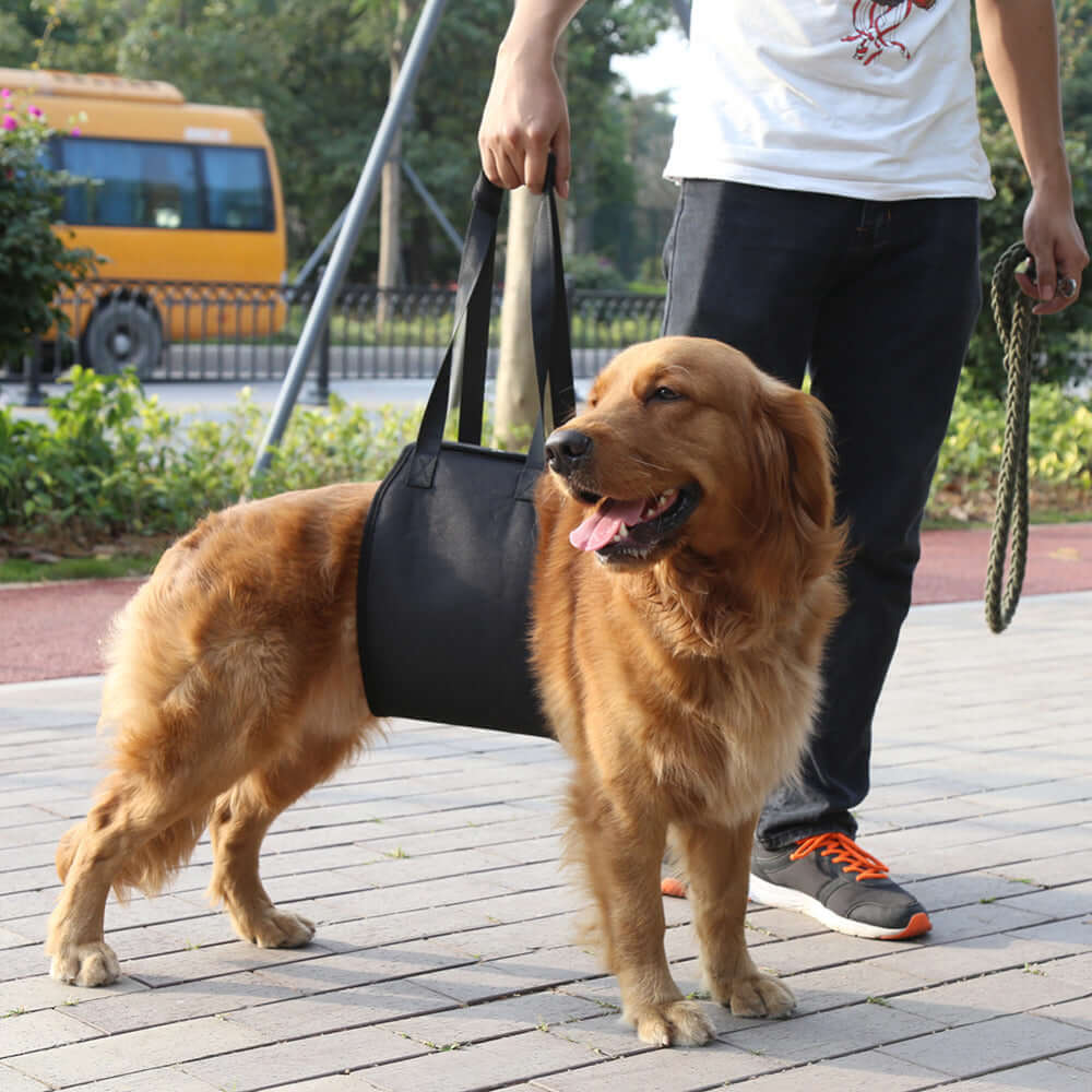 Ceinture d'assistance pour collier de chien sur un golden retriever, facilitant l'aide à la montée et descente.