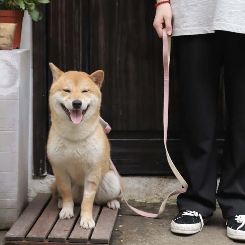 Shiba Inu sitting calmly on a wooden platform with a leash, enjoying a walk outdoors.
