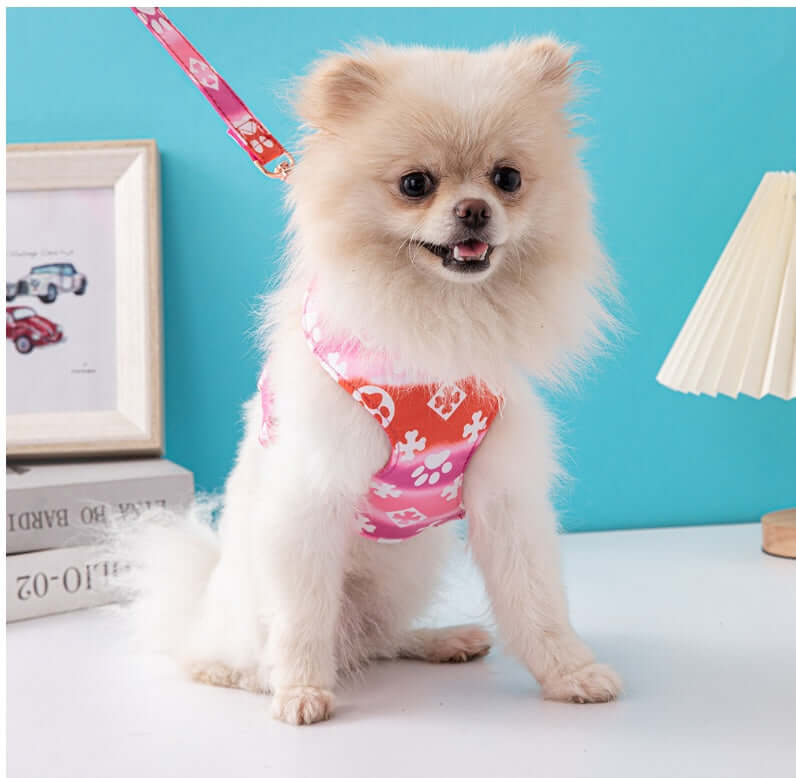 Chien Pomeranien portant un harnais rose, assis sur un sol clair avec une laisse, dans une pièce lumineuse.
