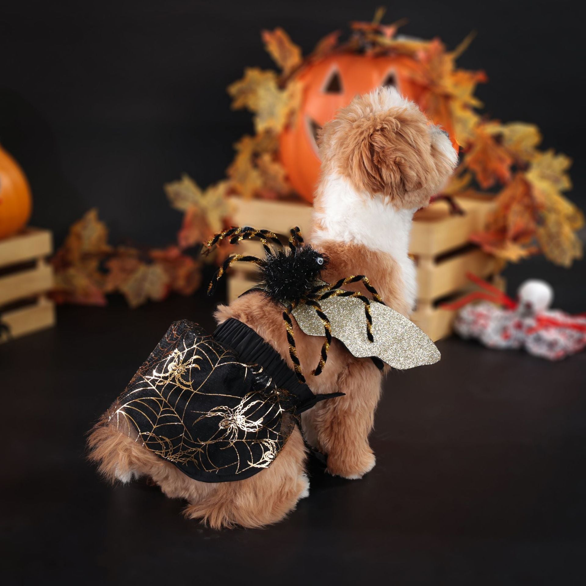 Costume Halloween pour chien avec araignée et motifs de toile, parfait pour célébrations festives.