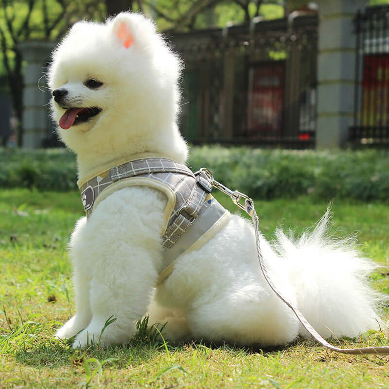 Chien Pomeranian portant un harnais en plaid et une laisse réfléchissante dans un parc.