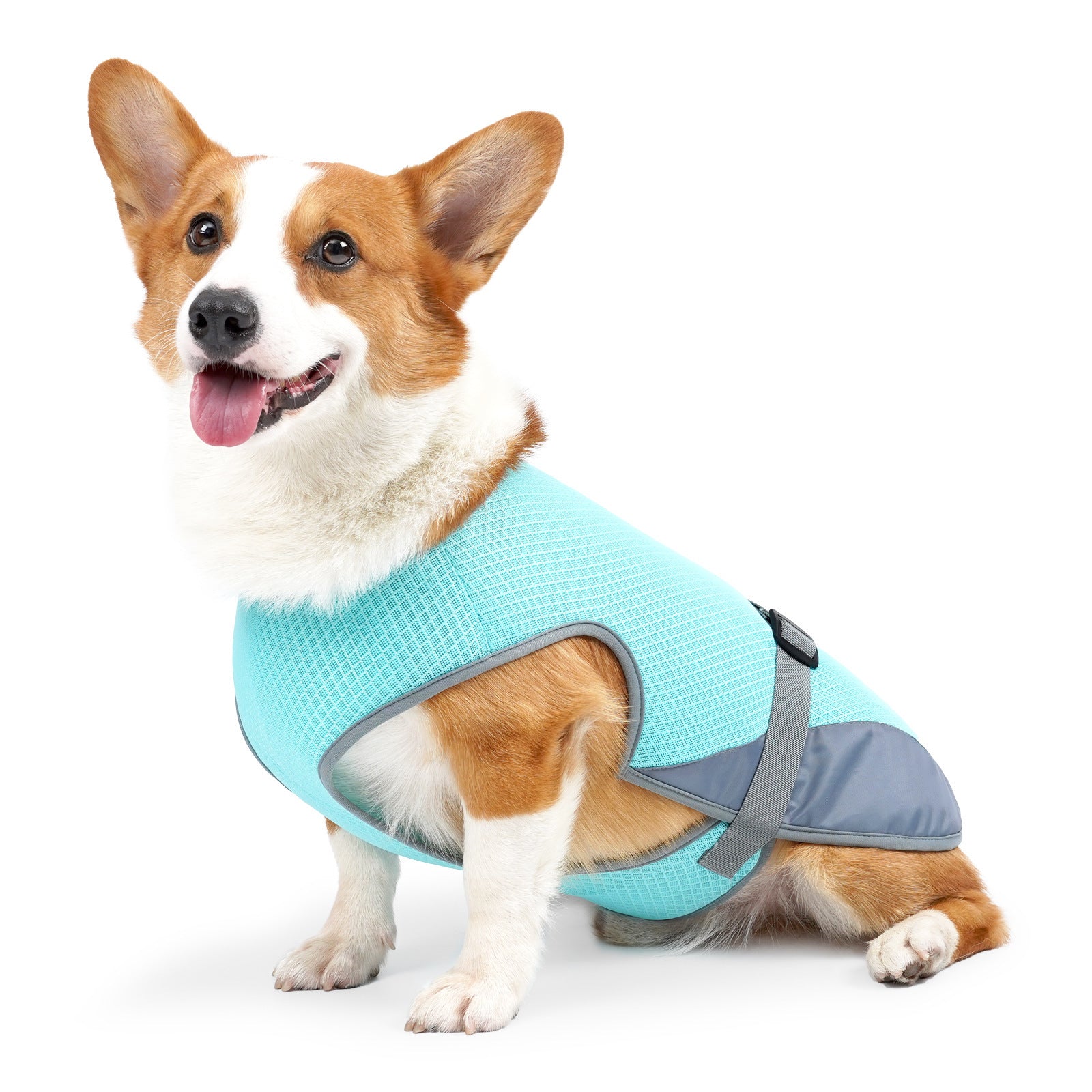 Chien corgi heureux portant une veste rafraîchissante en polyester de couleur bleu lac, idéal pour les journées chaudes.