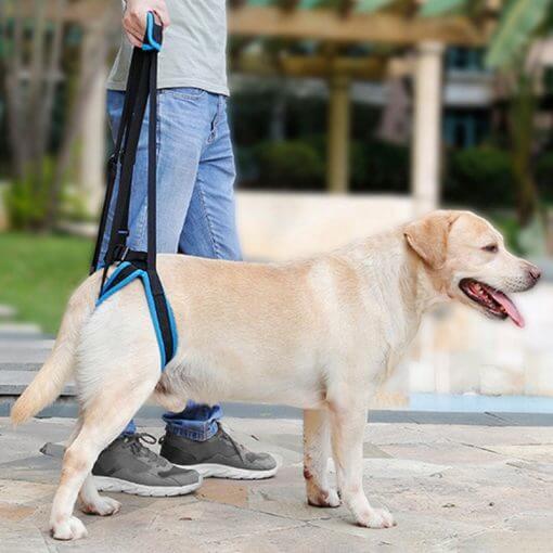 Harnais de support pour patte arrière de chien, idéal pour une promenade confortable et sécurisée.