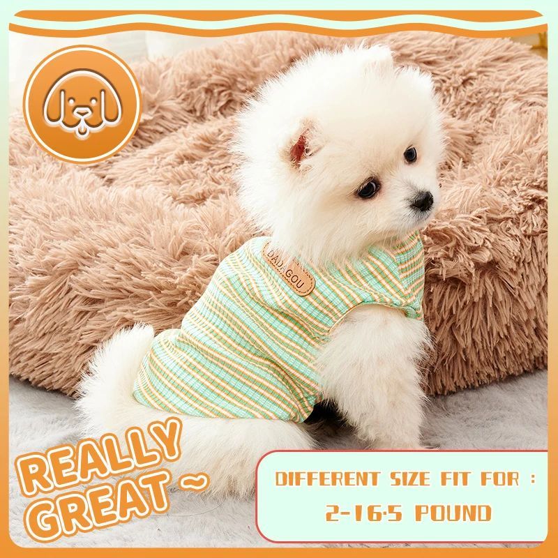 Chien Pomeranien portant une veste légère striped en coton, parfait pour un poids de 2 à 16,5 livres.