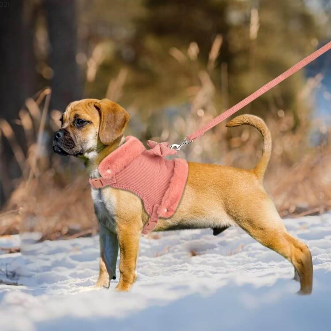 Chiot marchant dans la neige avec un harnais rose et une laisse assortie pour chien.