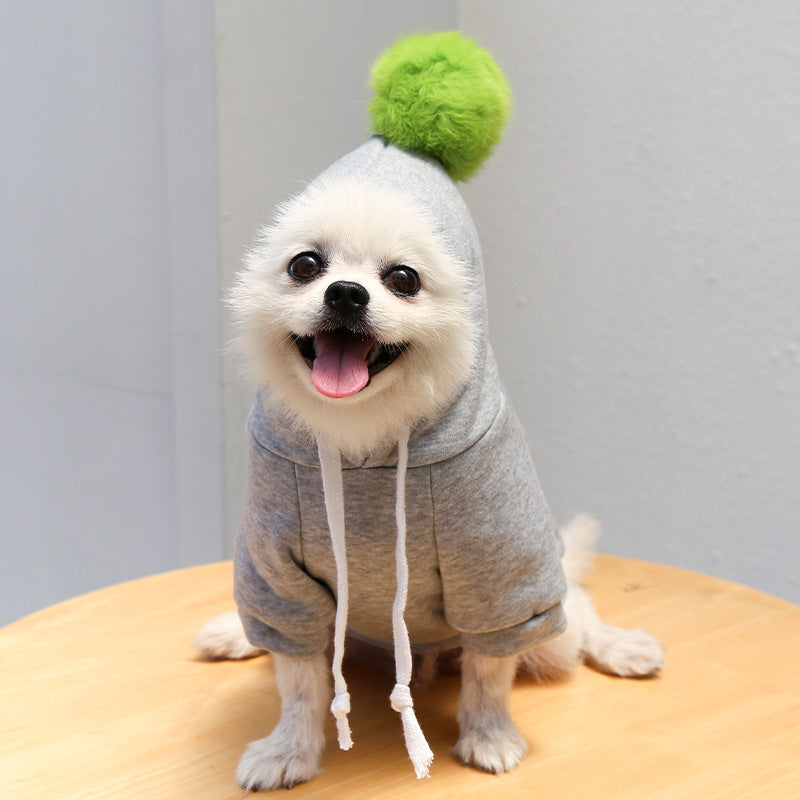 Chien Pomeranian portant un pull gris avec pompon vert, montrant un look confortable et stylé.