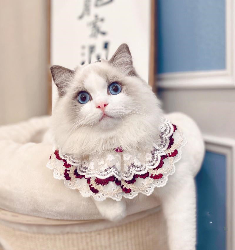 Chat portant un bavoir en coton avec nœud en dentelle, affichant élégance et confort.