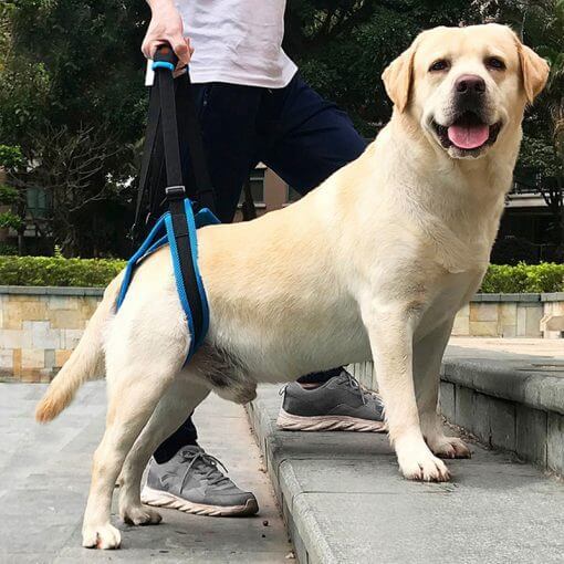 Harnais de support pour patte arrière de chien sur un labrador, idéal pour aider à la mobilité.