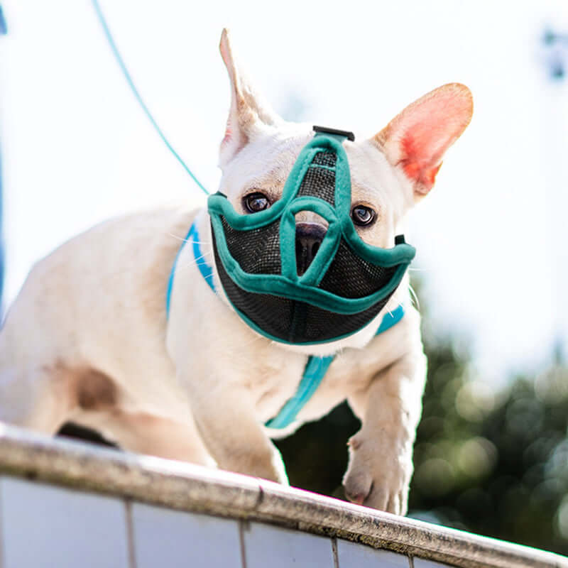 Chien à bouche courte portant une mentonnière en nylon, prêt pour une promenade sécurisée et confortable.