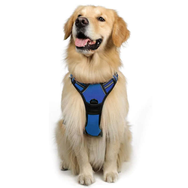 Golden retriever wearing a blue dog harness designed for comfort and safety during outdoor activities.