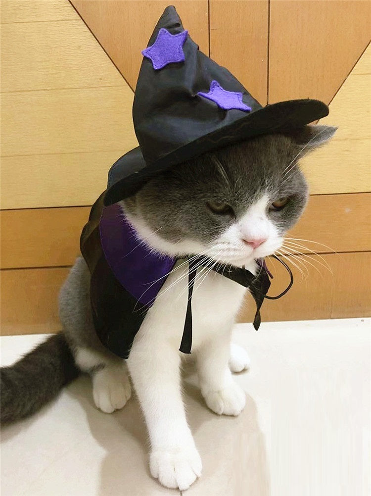 Chat déguisé en sorcier avec un chapeau noir et violet pour Halloween, prêt à célébrer.