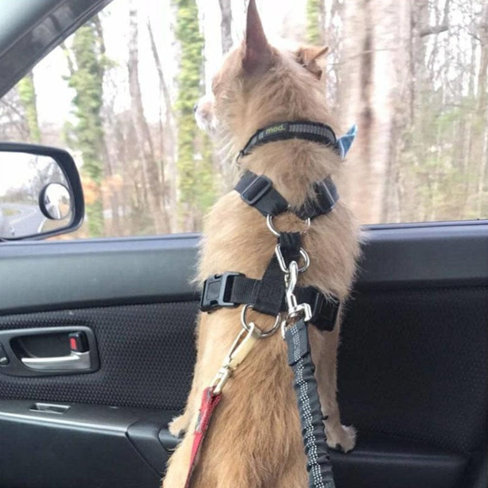Chien attaché à la ceinture de sécurité réglable, profitant du paysage depuis la fenêtre d'une voiture.
