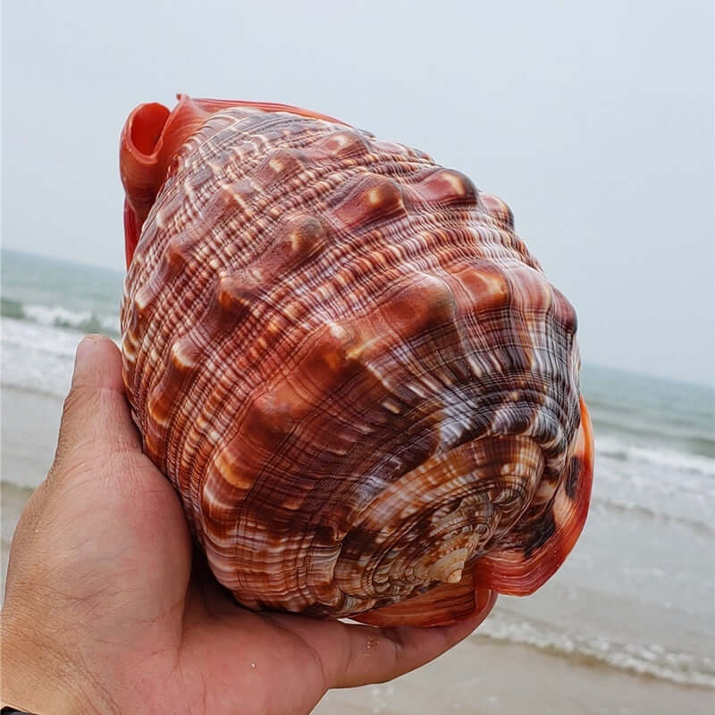 Escargot Wanbao naturel, conch coloré en main, parfait pour l'aménagement d'aquariums et d'espaces de vie.
