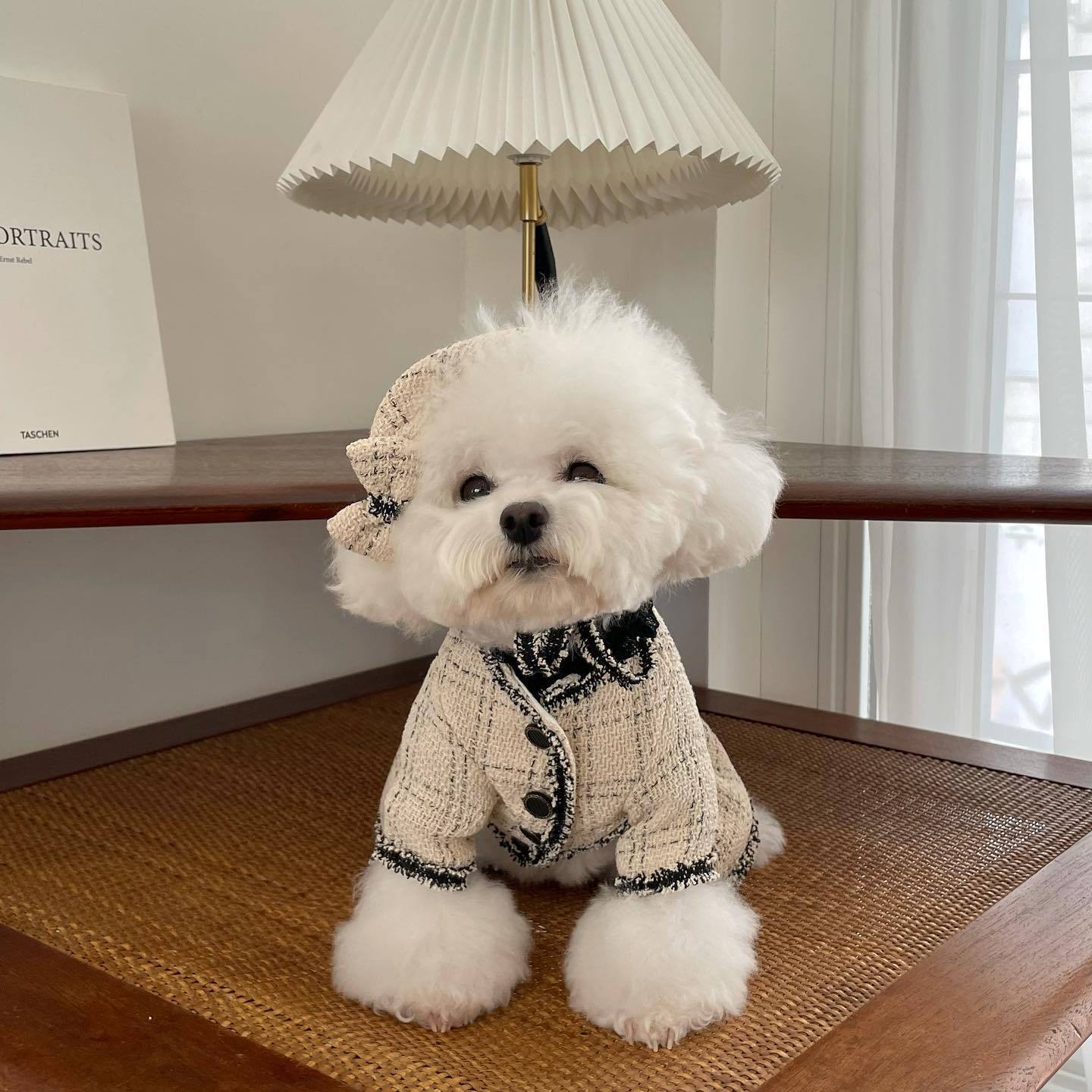 Chien blanc enjupe princesse avec un nœud sur la tête, posé sur une table moderne en intérieur.