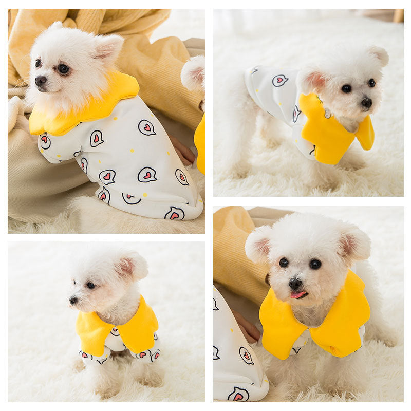 Petit chien en pull coloré avec motifs, élégant et confortable, parfait pour la mode canine.