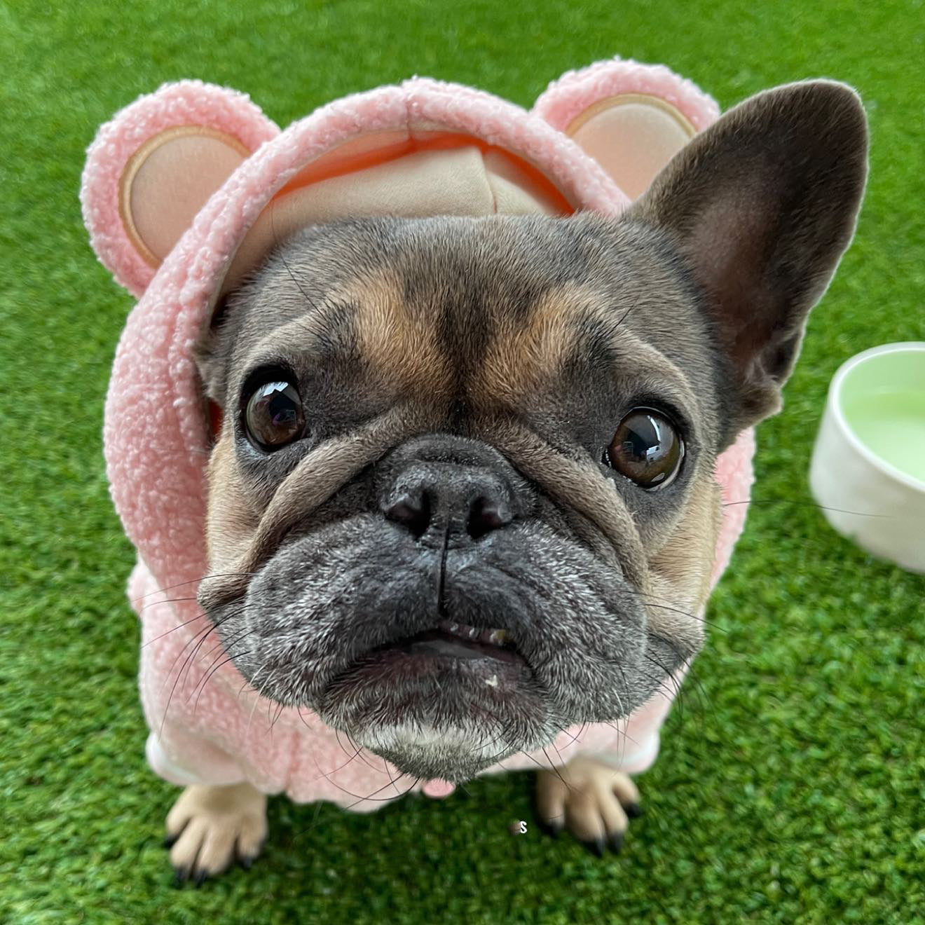 Petit chien en pull polaire rose avec oreilles, prêt pour l'hiver, sur gazon avec bol d'eau.