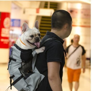 Homme portant un sac à dos ventilé avec un chien à l'intérieur, illustrant le transport sécurisé des animaux.