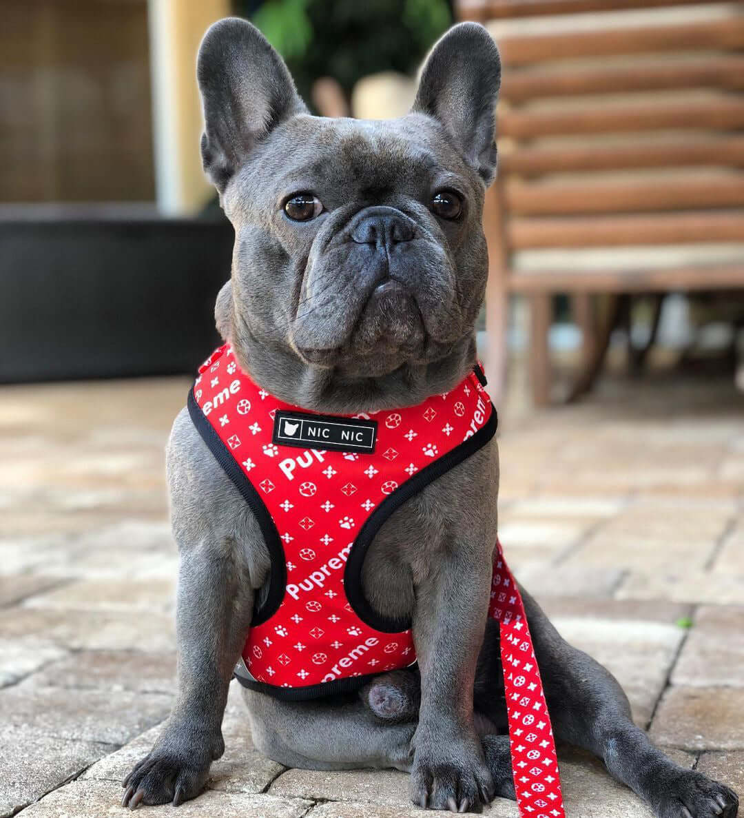 Chien français portant un harnais rouge en maille respirante avec laisse assortie sur une terrasse.