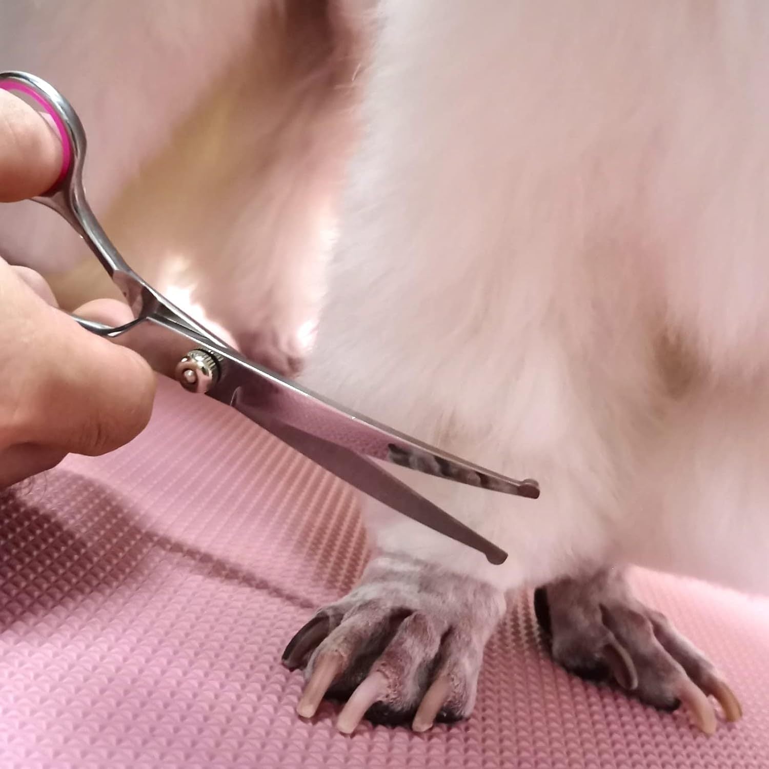 Ciseaux de Toilettage pour Chiens avec Bout Arrondi en Acier Inoxydable