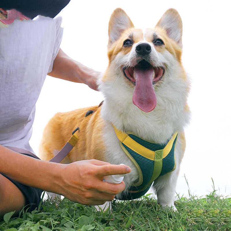 Un chien Corgi souriant portant un harnais coloré pendant une promenade en plein air.