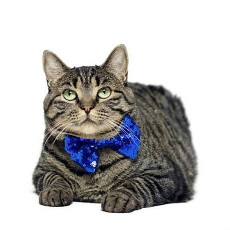 Chat tigré avec un nœud papillon bleu, élégant et prêt pour une fête d'anniversaire.