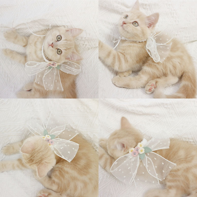 Chat mignon avec un nœud en dentelle, élégant et adorable, posant sur un fond blanc.