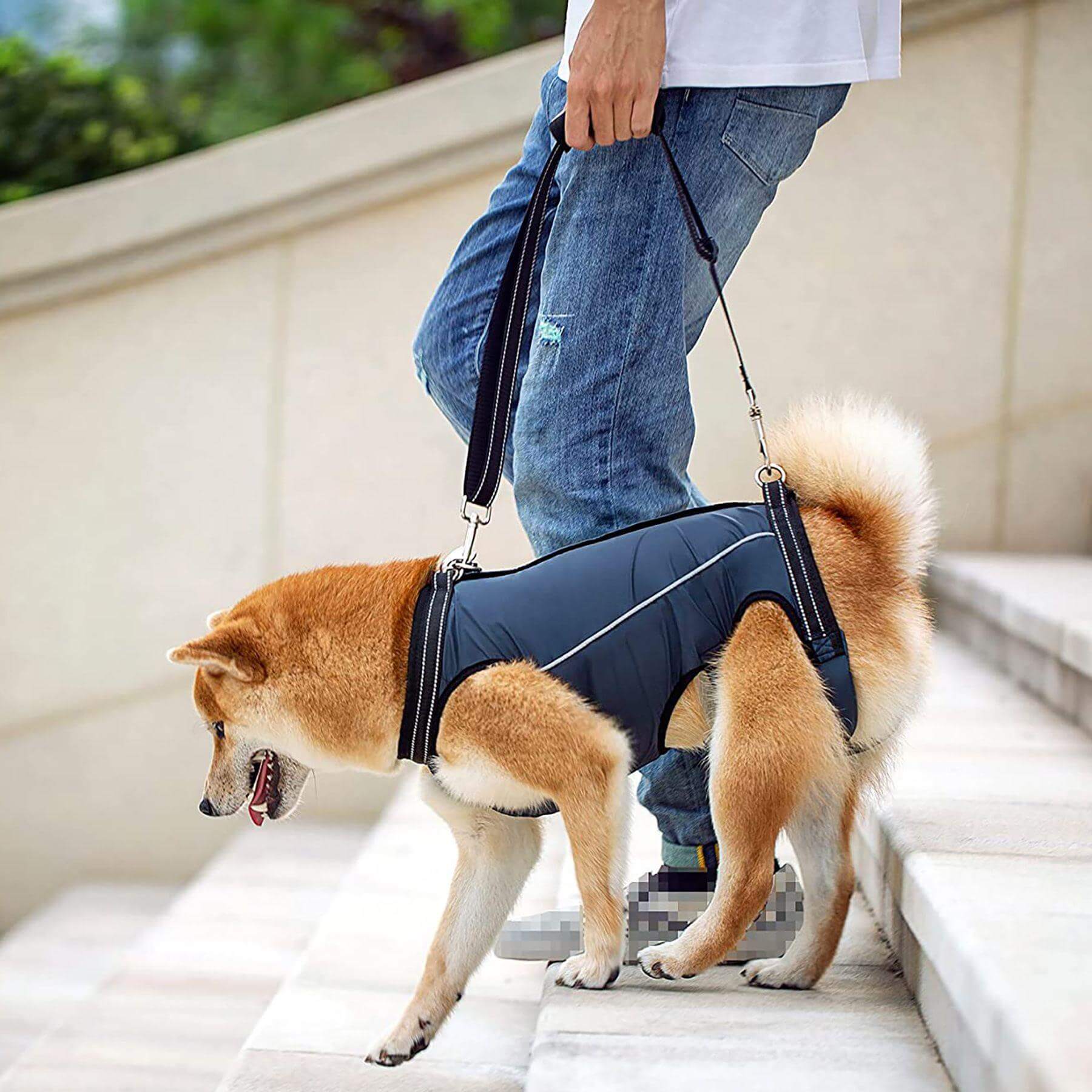 Harnais de sécurité pour chien utilisé lors d'une promenade, assurant confort et contrôle.