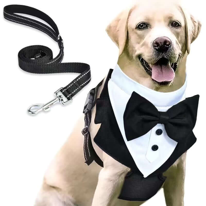 Harnais antidérapant avec corde de maintien pour chien habillé en smoking, idéal pour des occasions spéciales.