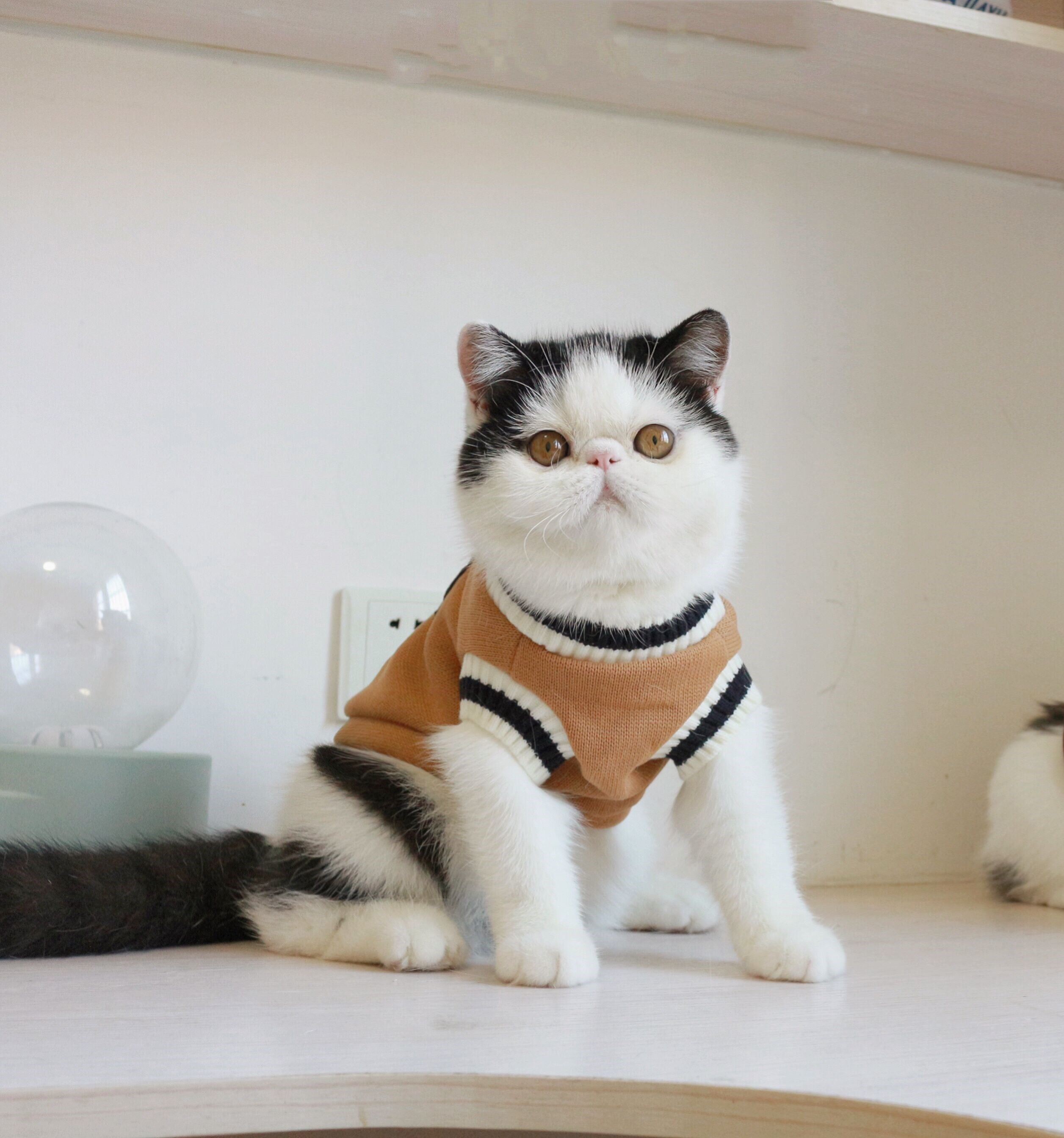 Chat mignon portant un gilet sans manches en laine, style universitaire, sur une table moderne.